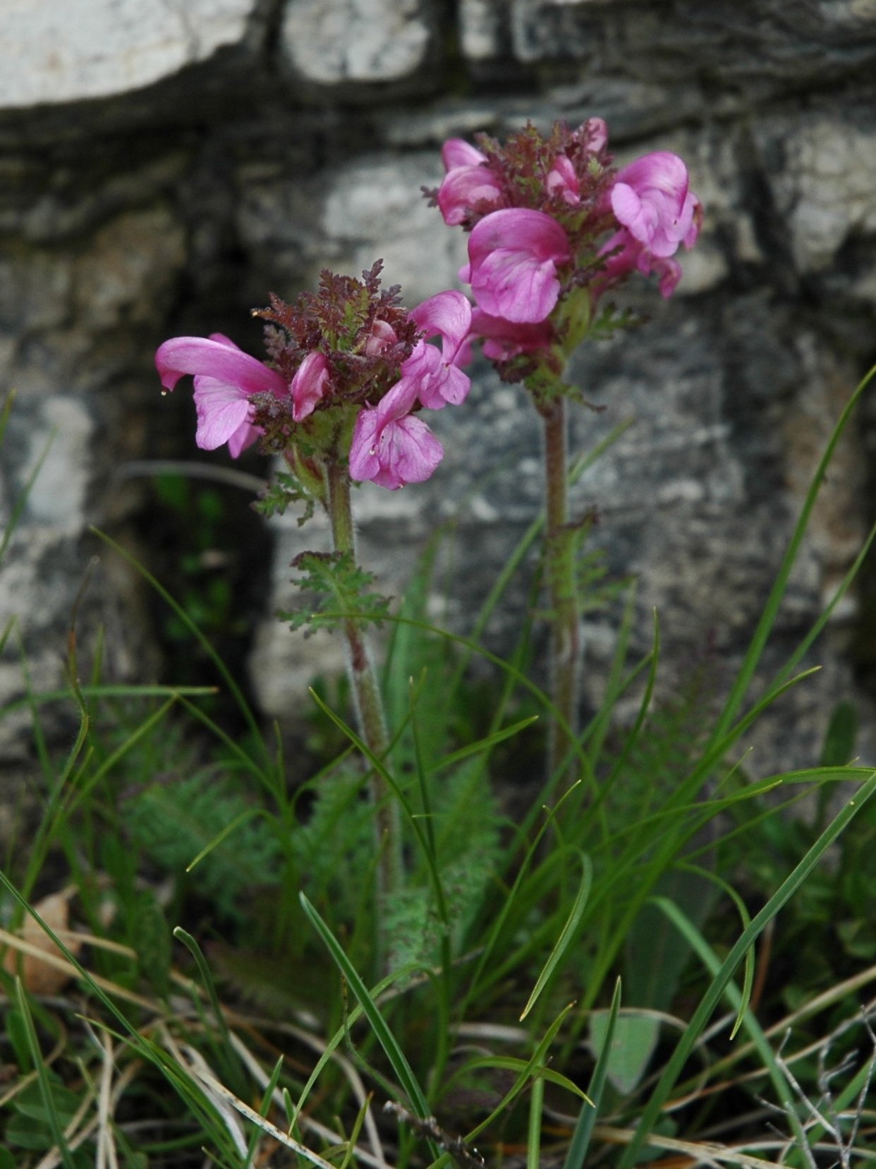 Pedicularis rostratocapitata / Pediculare a spiga breve